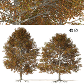 Autumn Quercus imbricaria Oak Fall Tree