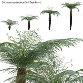 Dicksonia antarctica - Soft Tree Fern