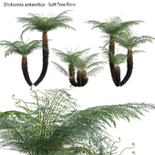 Dicksonia antarctica - Soft Tree Fern 02