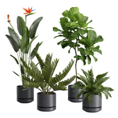 Indoor Plants Pack 35