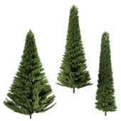 A set of fir trees of different diameters