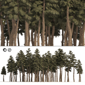Douglas Fir Forest trees