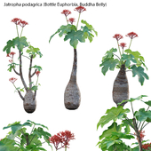 Jatropha podagrica - Bottle Euphorbia - Buddha Belly