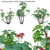 Jatropha podagrica - Bottle Euphorbia - Buddha Belly 02