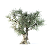 Olive tree 02