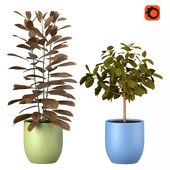 Rubber fig - Ficus elastica