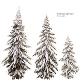 winter norway spruce