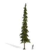 Taiga spruce (Spruce)