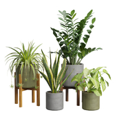 Indoor Plants Pack 36