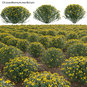 Chrysanthemum morifolium 01
