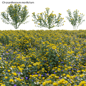 Chrysanthemum morifolium 02