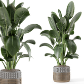 Indoor Plants  in rusty Concrete Pot - Set 1284