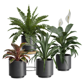 Indoor Plants Pack 37