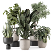 Indoor Plants  in rusty Concrete Pot - Set 1286