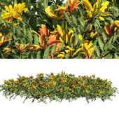 Yellow & Orange Tagetes Flowers Cluster
