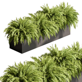 indoor Plant  Set 475 - Fern