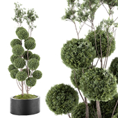 Decorative tree - Hedge