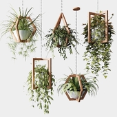 Ampelous plants in wooden figured hanging pots