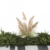 Urban environment with juniper bushes, pampas grass, Cortaderia, paving slabs. Set of plants 1170.