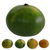 4 Shiva Mikan tangerines