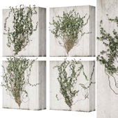 Collection plant vol 431 - Hedera - outdoor - leaf - fitowall - ivy
