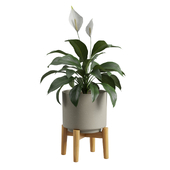 Peace Lily Potted plant