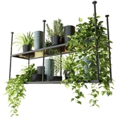 Hanging shelf with plants in the kitchen