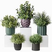 Green bushes in pots for the kitchen
