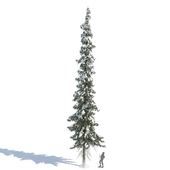 Winter taiga spruce (Spruce)