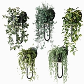 Ampelous plants in Miniforms CIGALES WALL wall planters
