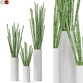 Decorative Bamboo 01