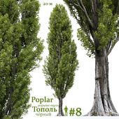 Тополь / Poplar / Populus #8
