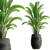 indoor plant set 54