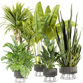 Collection plant vol 440 - indoor - palm - banana - sansveria - peace lily