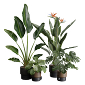 Indoor Plants Pack 39