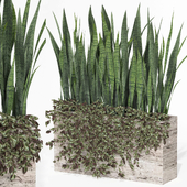 outdoor indoor plant008 sansevieria collection01