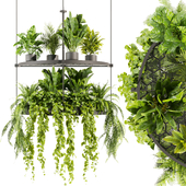 Collection plant vol 446 - pothos - hanging - ampelous - palm