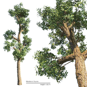Manilkara Zapota tree