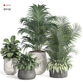 indoor plant set010 collection