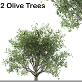 Two Olive Trees (corona and V-ray)