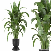 Indoor Plants in Ferm Living Bau Pot Large - Set01