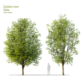 Linden tree_03