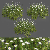 3 Daisy White Flower Bush Plants Set 01
