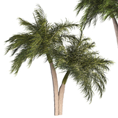 Palm Tree Set 02