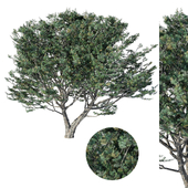 Tree Pinus