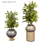 Indoor plants in a pot 012