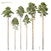 Pinus sylvestris_09