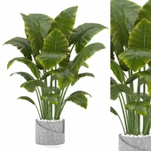 Indoor Plants in Ferm Living Bau Pot Large - Set02