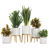Indoor Plant Set V5
