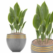 Indoor Plants in Ferm Living Bau Pot Large - Set03